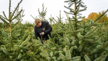 Wat voor kerstboom kiezen we dit jaar? Gaan we voor een échte, mét of zonder kluit, of een van kunststof? Lees deze tips.