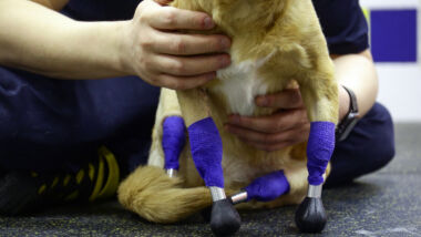 hond met prothese