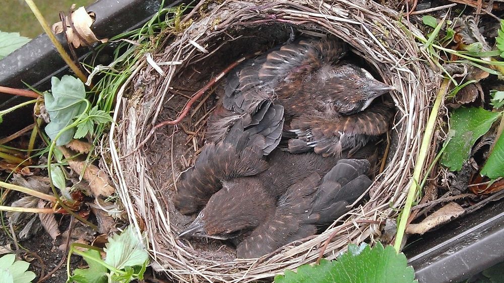 Mag een vogelnest mijn tuin weghalen? - MAX Meldpunt